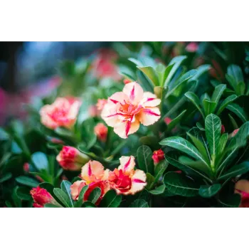 Natural Lilium Plant